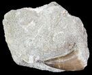 Mosasaur (Prognathodon) In Rock - Nice Tooth #65213-1